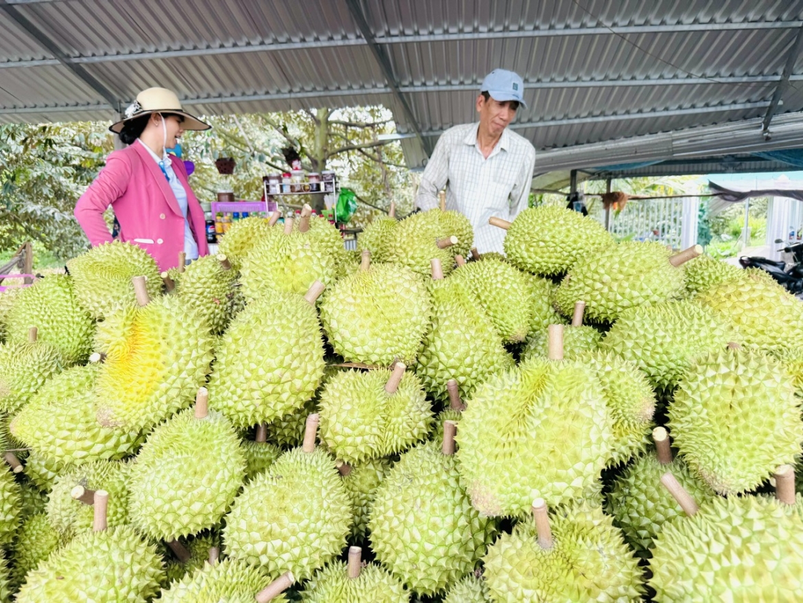 Sầu riêng Việt mở rộng “bản đồ” xuất khẩu vào Ấn Độ